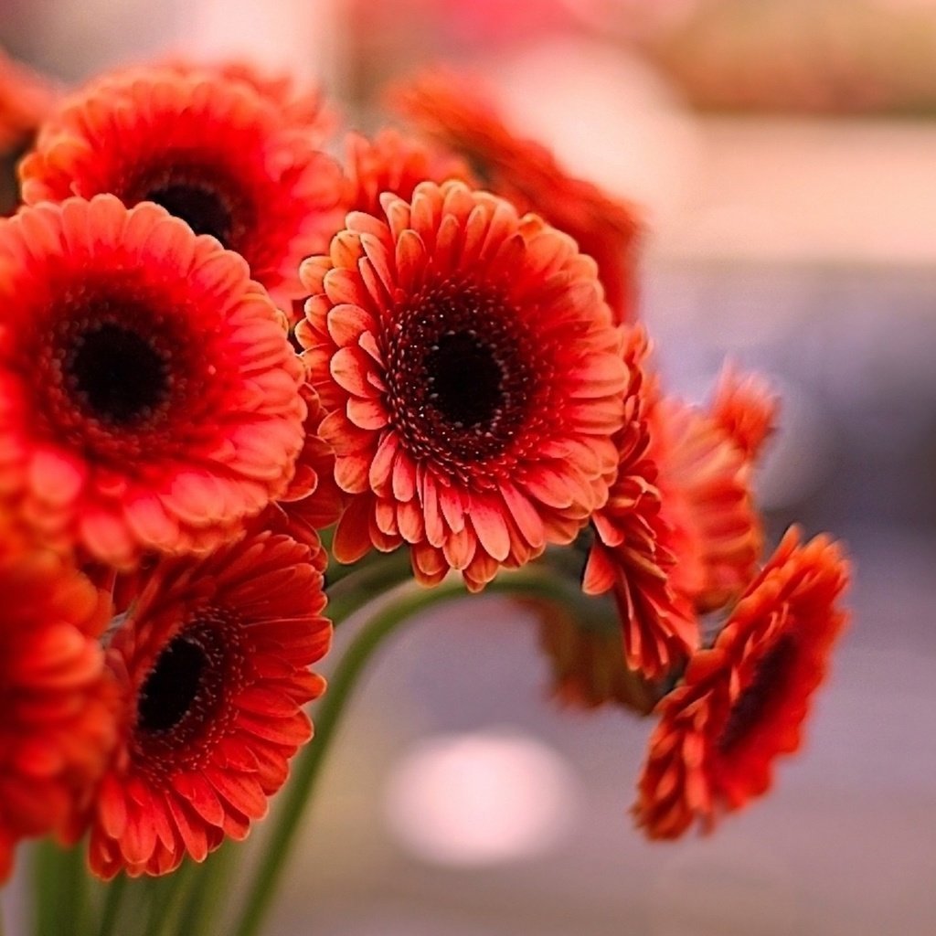 Гербера Марс