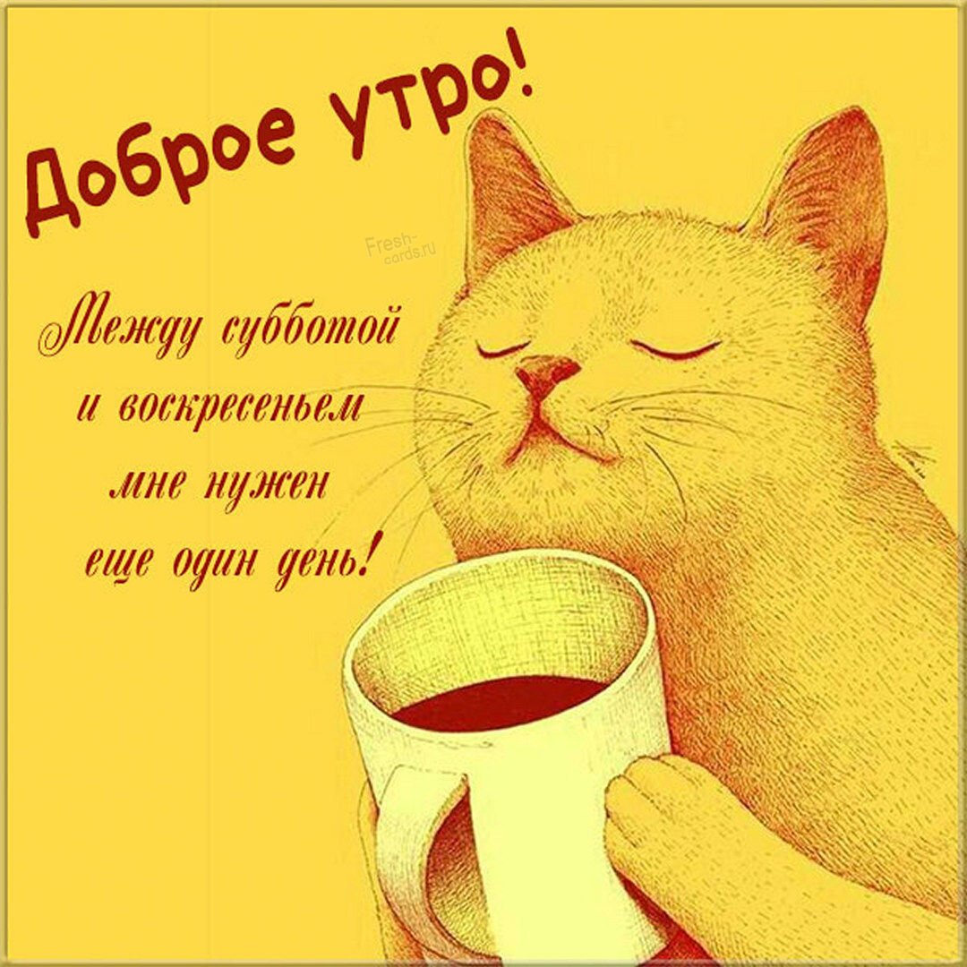 Смешные картинки с добрым утром