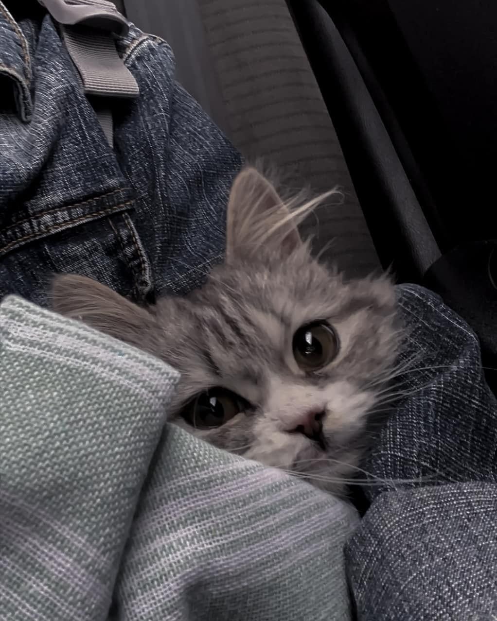 Котята Эстетика