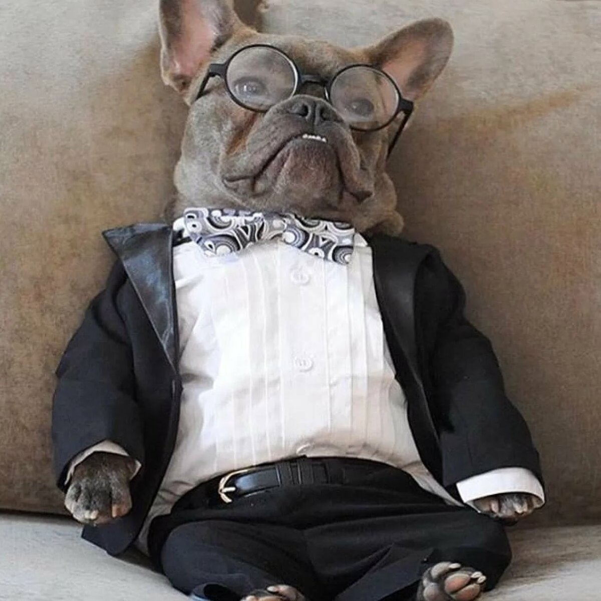 Смешные французские бульдоги