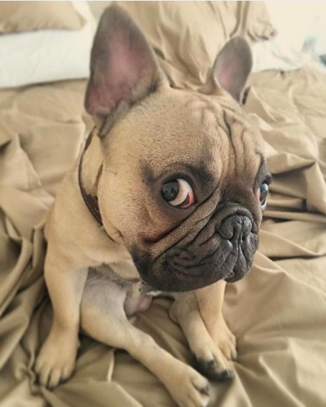 Смешные французские бульдоги