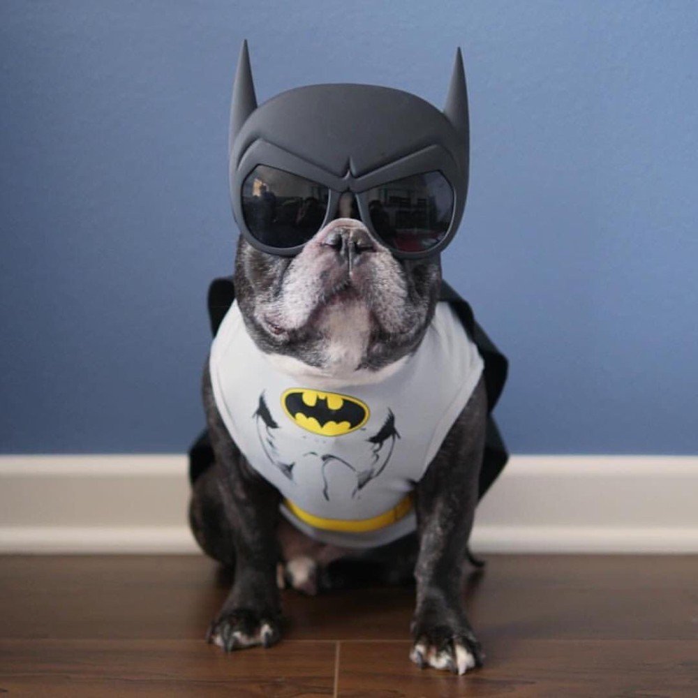 Французский бульдог в костюме Бэтмена