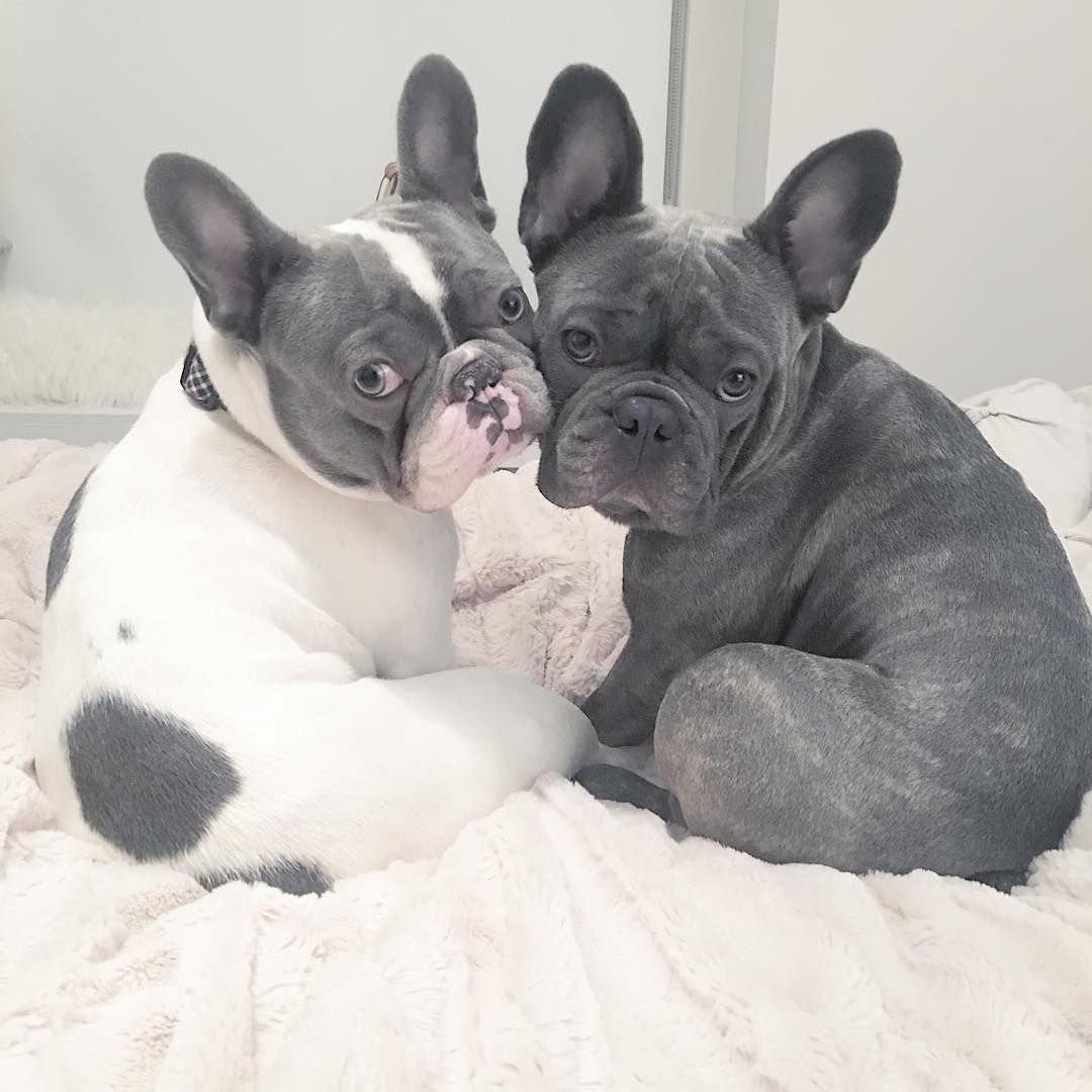 Французский бульдогальюинос