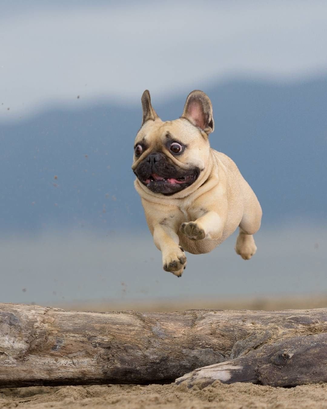 Смешные французские бульдоги