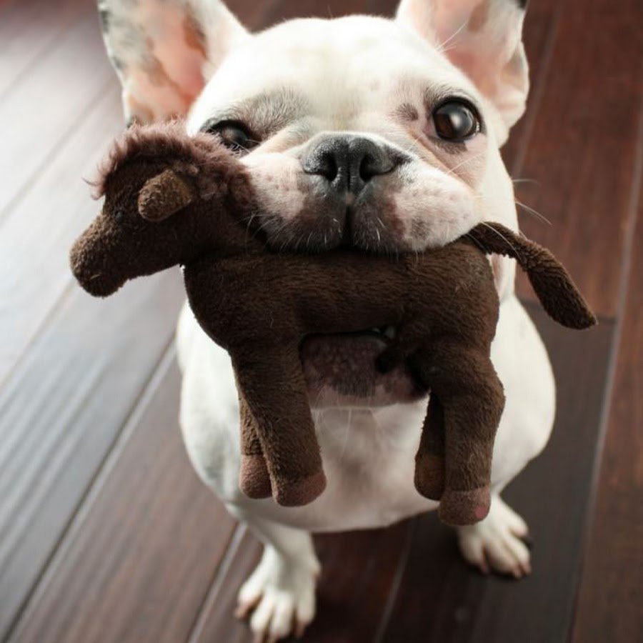 Милые забавные животные