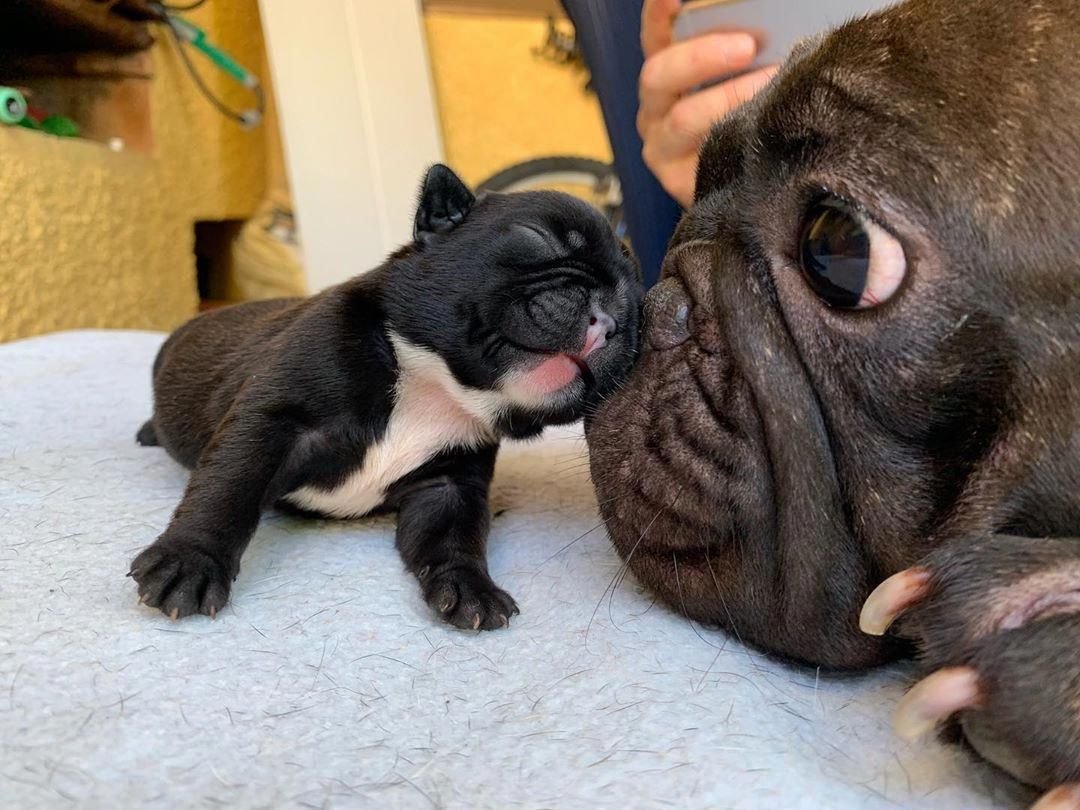 Груминг МОПСА