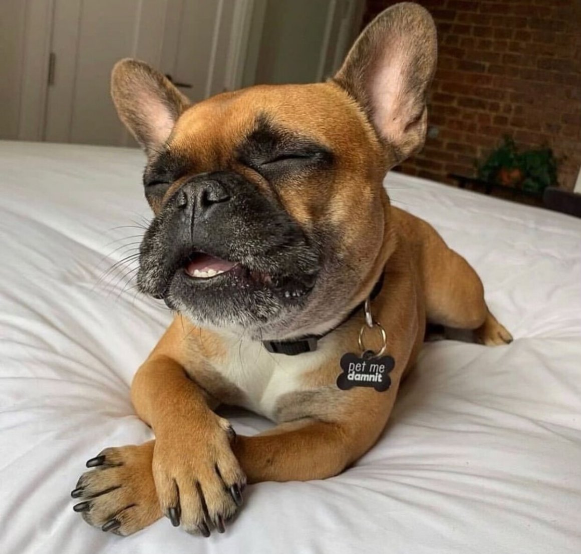 Les BECS французские бульдоги