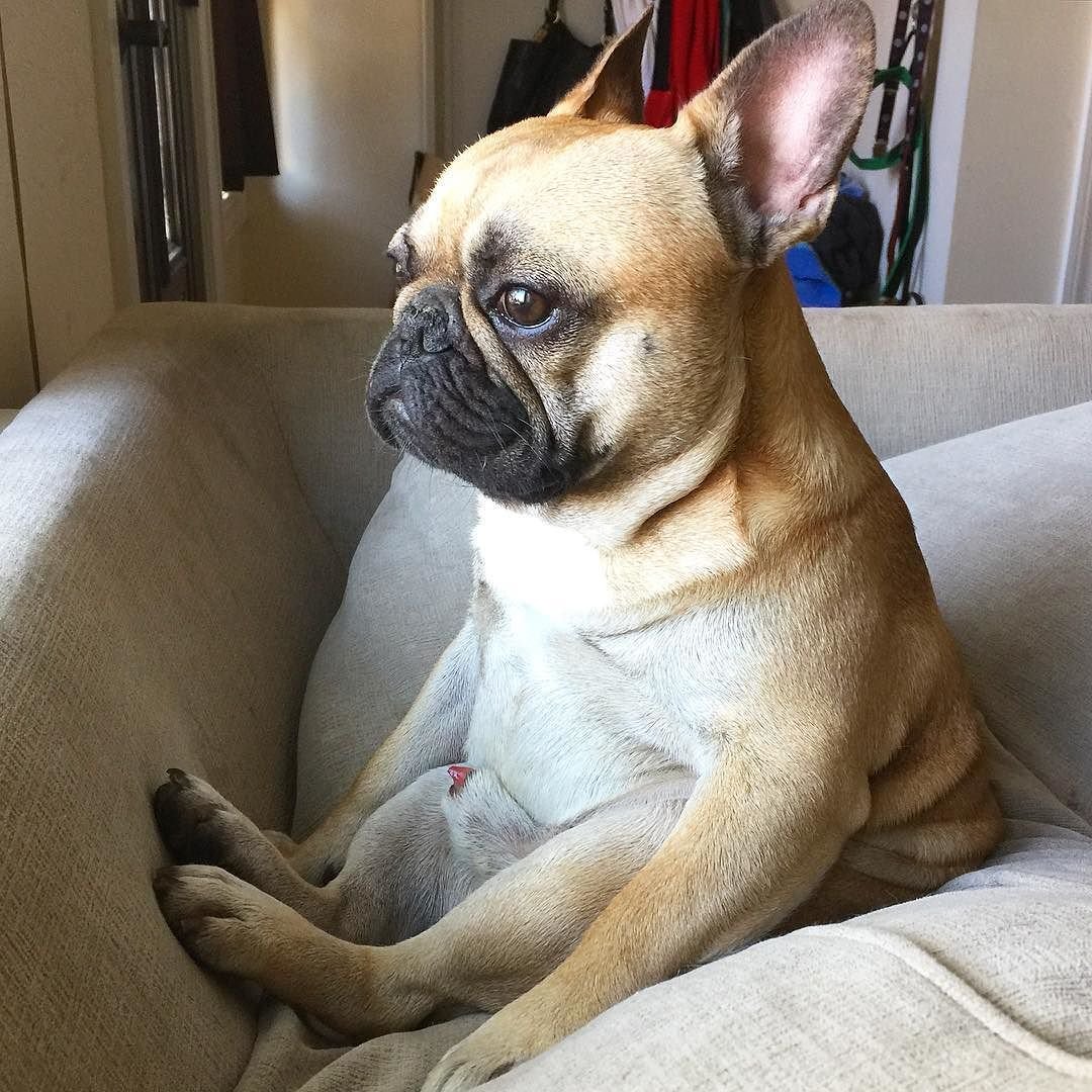 Смешные французские бульдоги