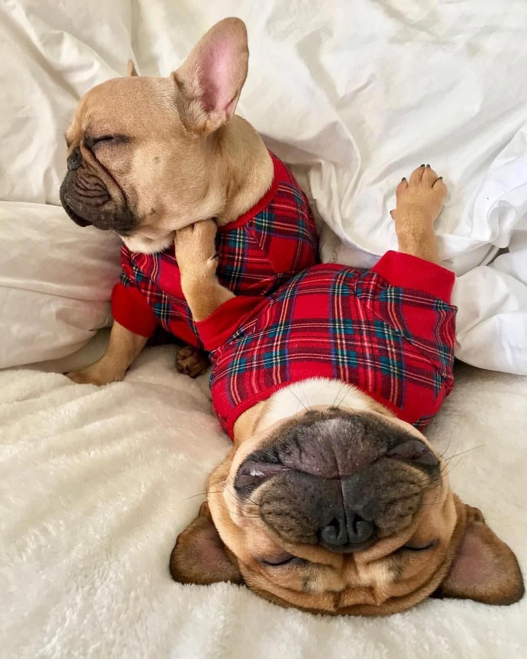 Канадский бульдог