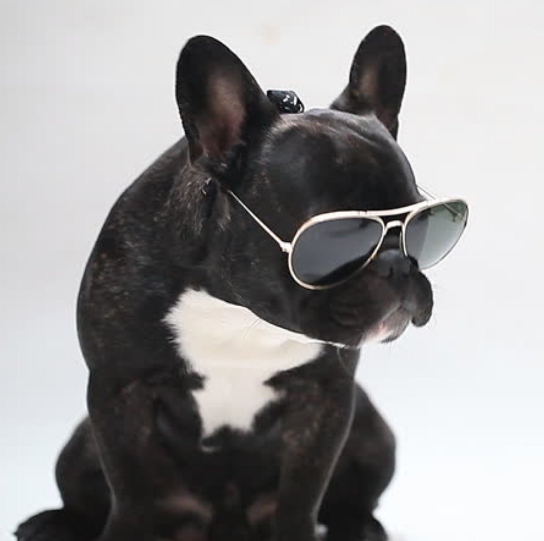 Французский бульдог в очках