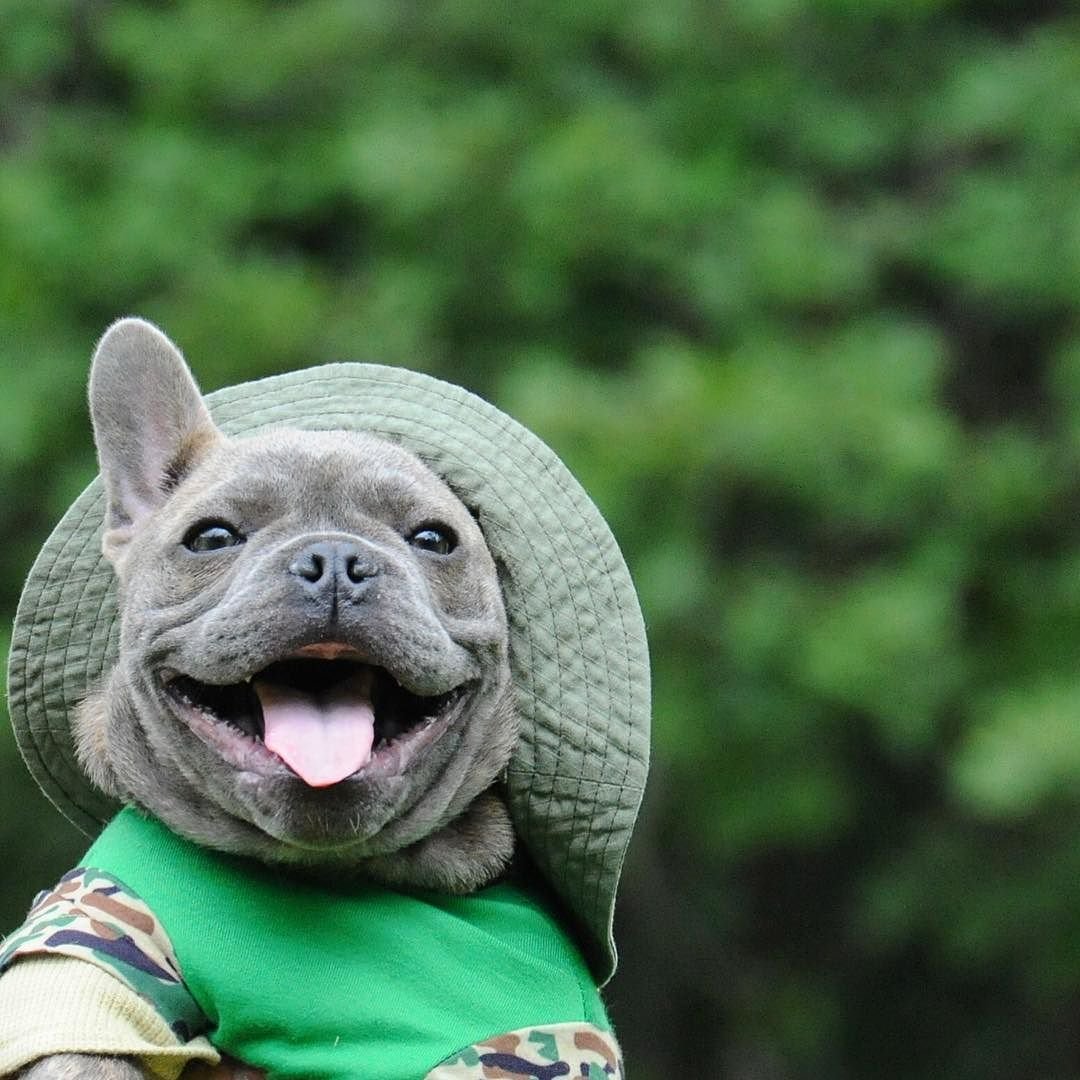 Французский бульдог видео приколы