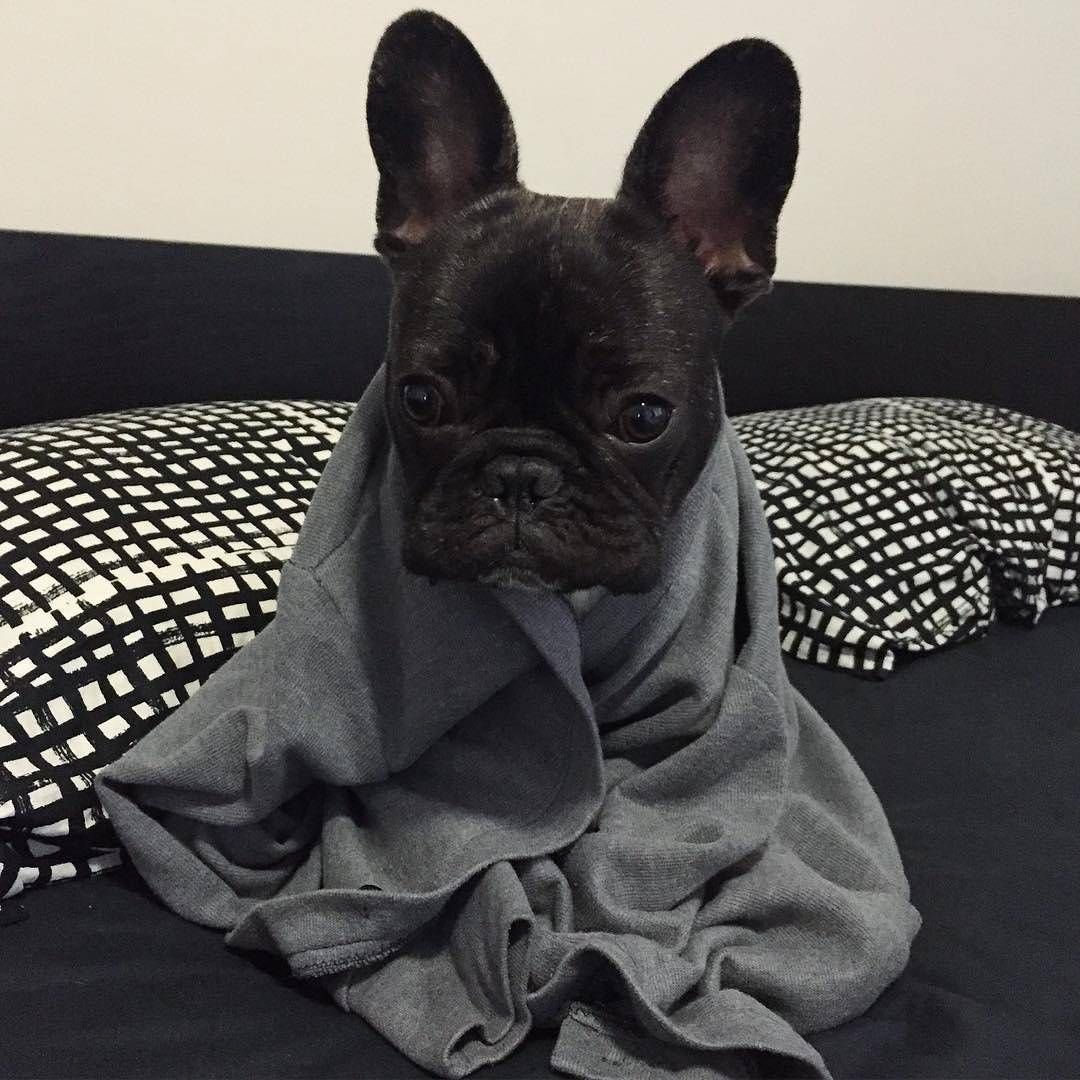 Французский бульдог самый красивый в одежде