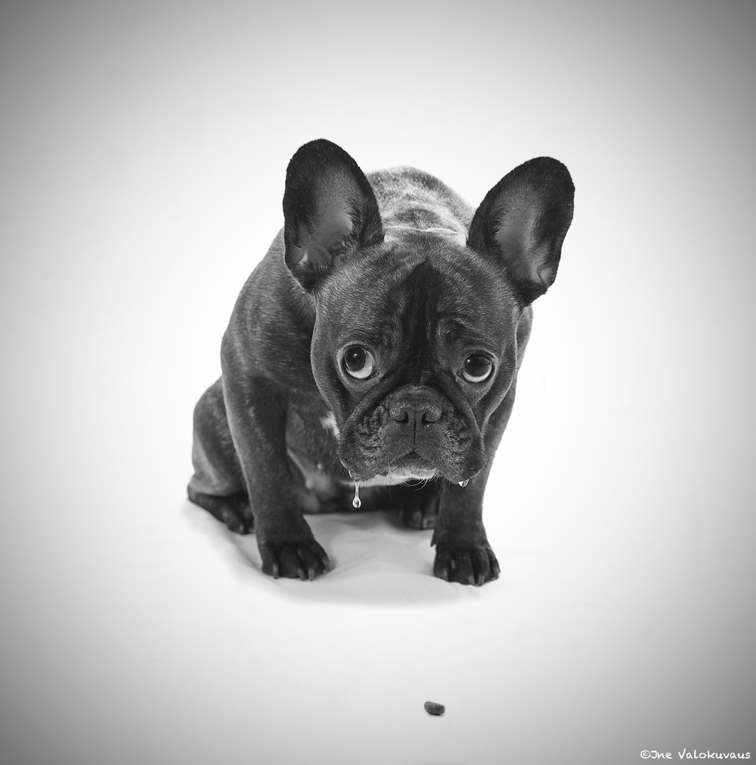 Грустный французский бульдог