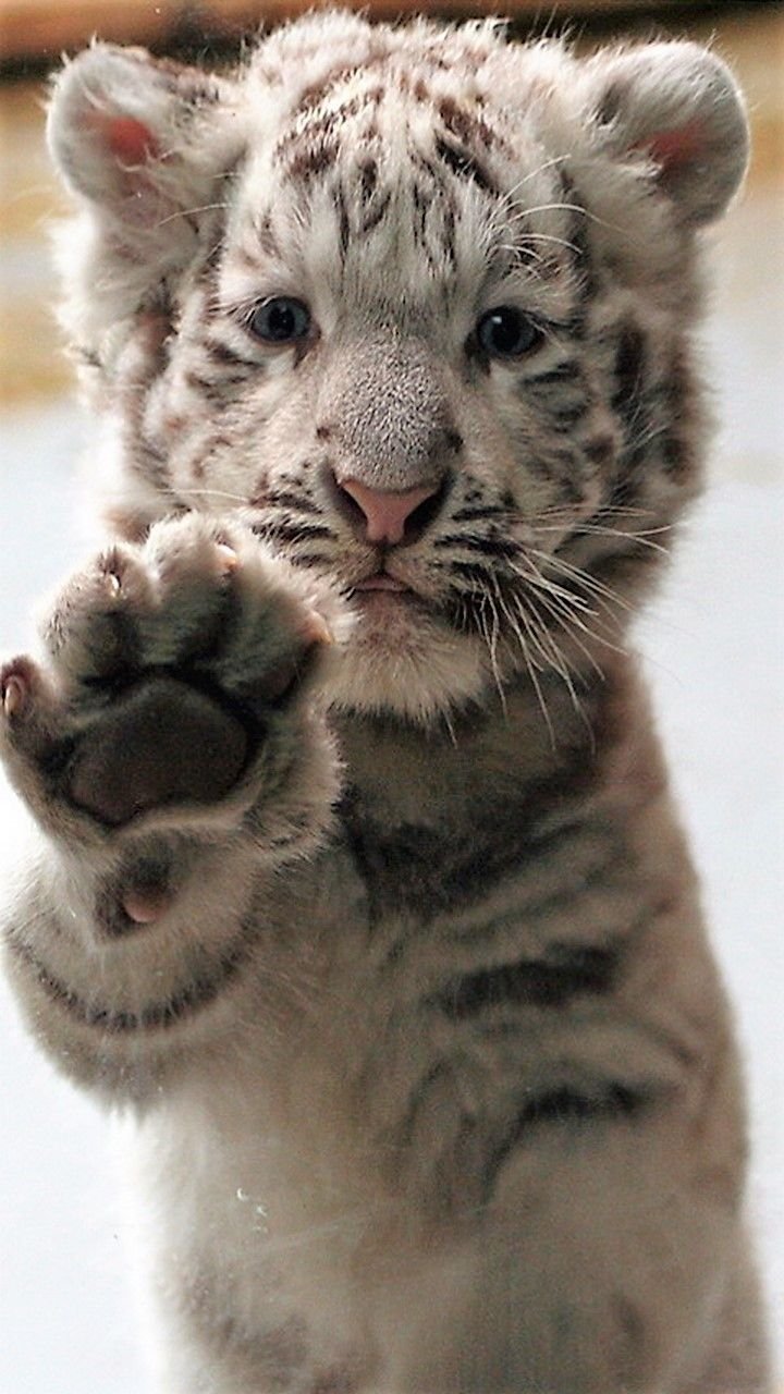 Стикер спокойной ночи сладких снов