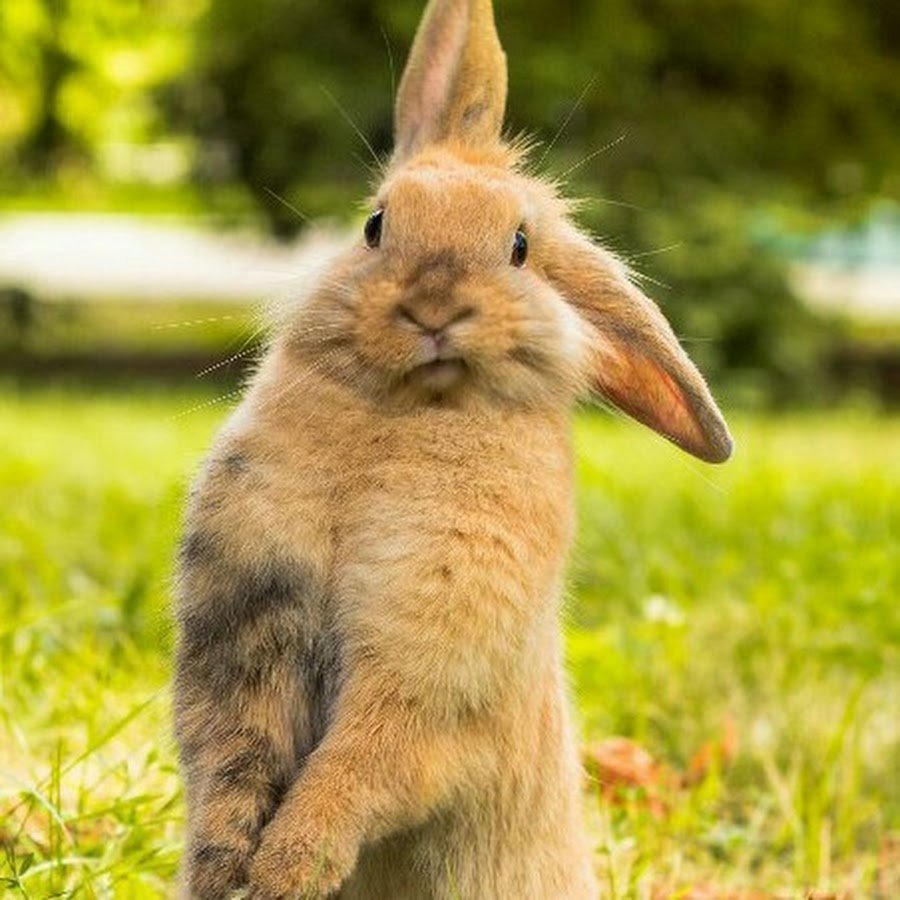 Удивленный кролик