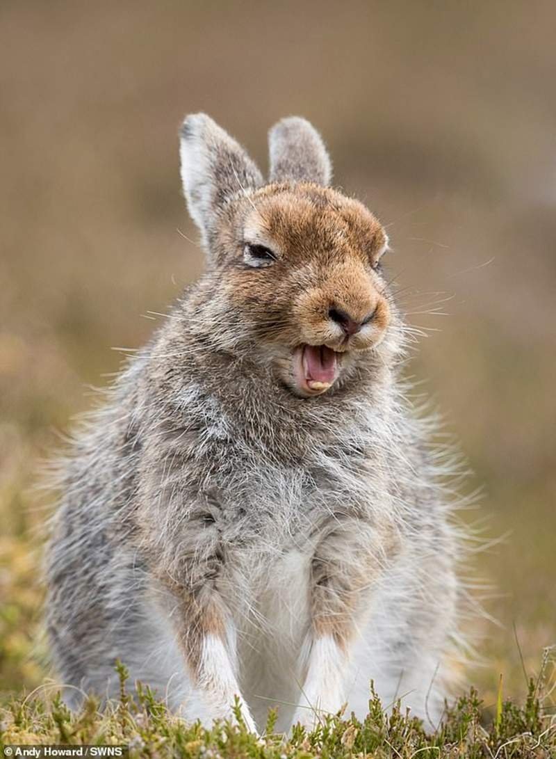 Заяц Беляк Забайкалья