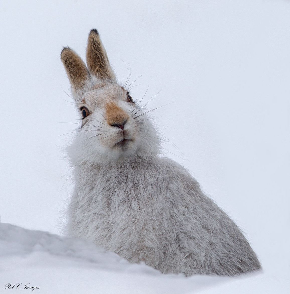 Серьезный заяц