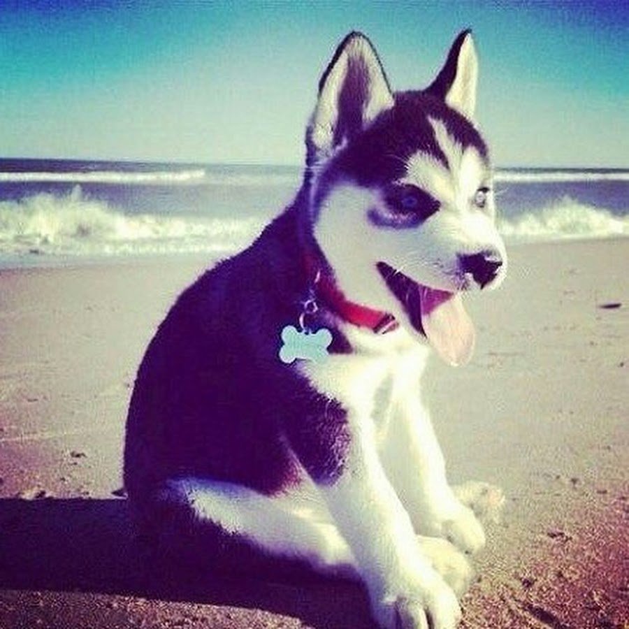 Собака на аву