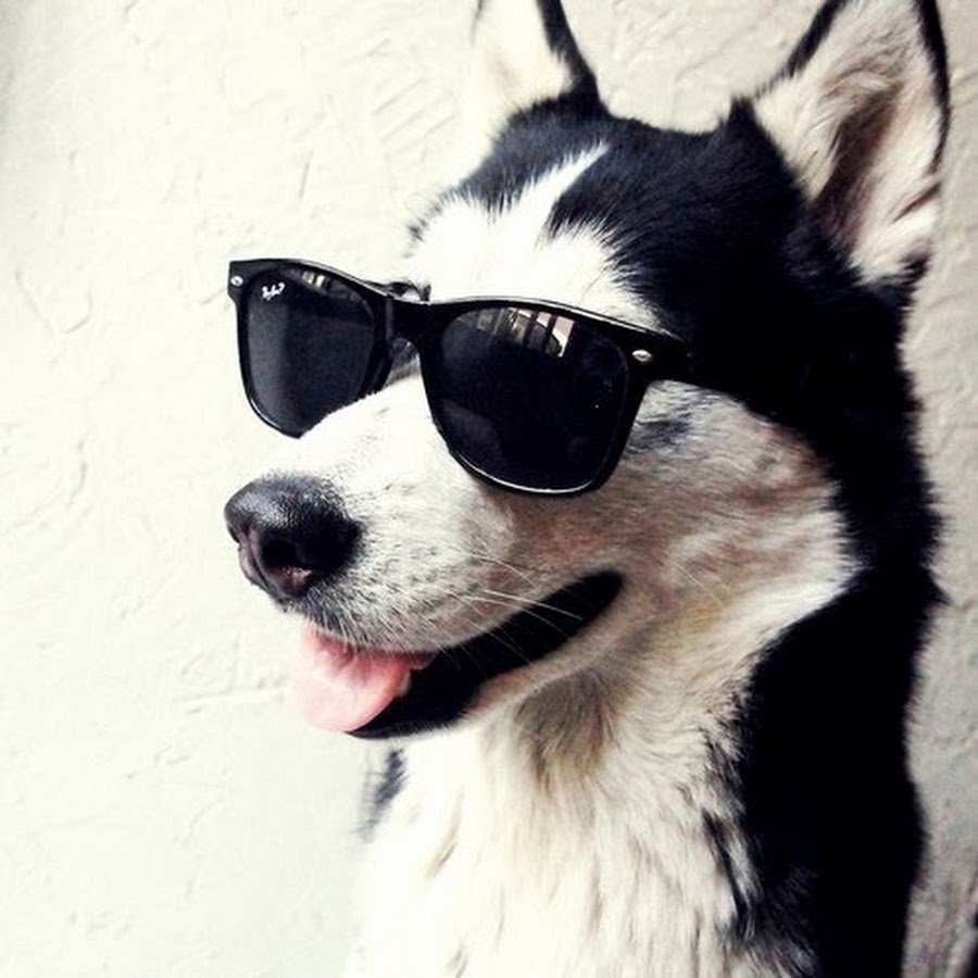 Собака хаски в очках