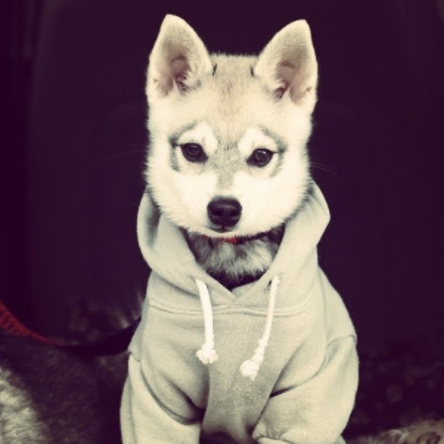 Аватарка собаки