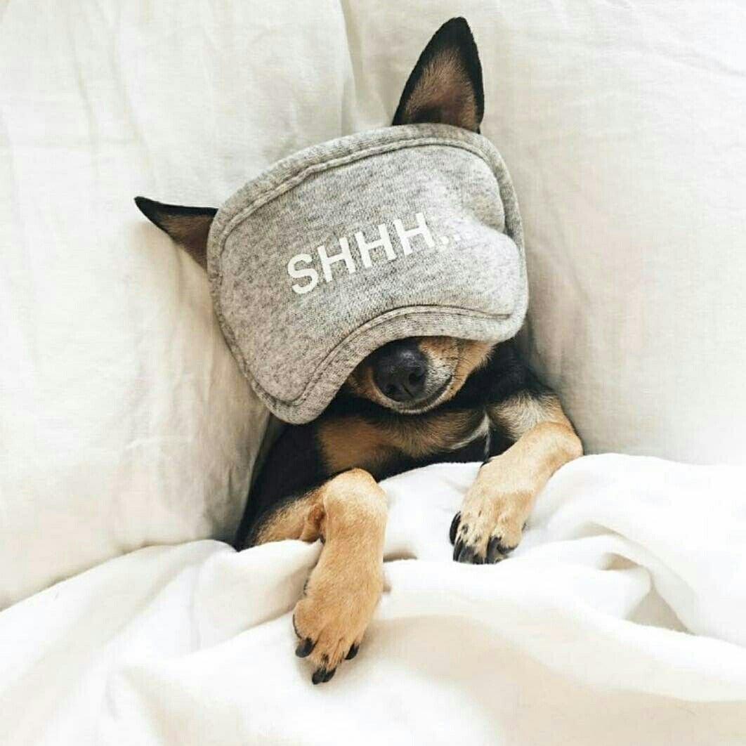 Милые собачки с кепкой