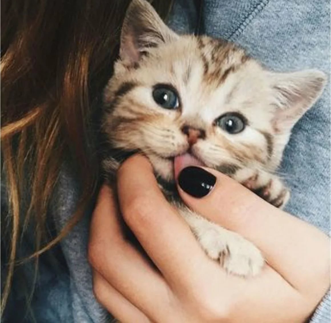 Милые котики