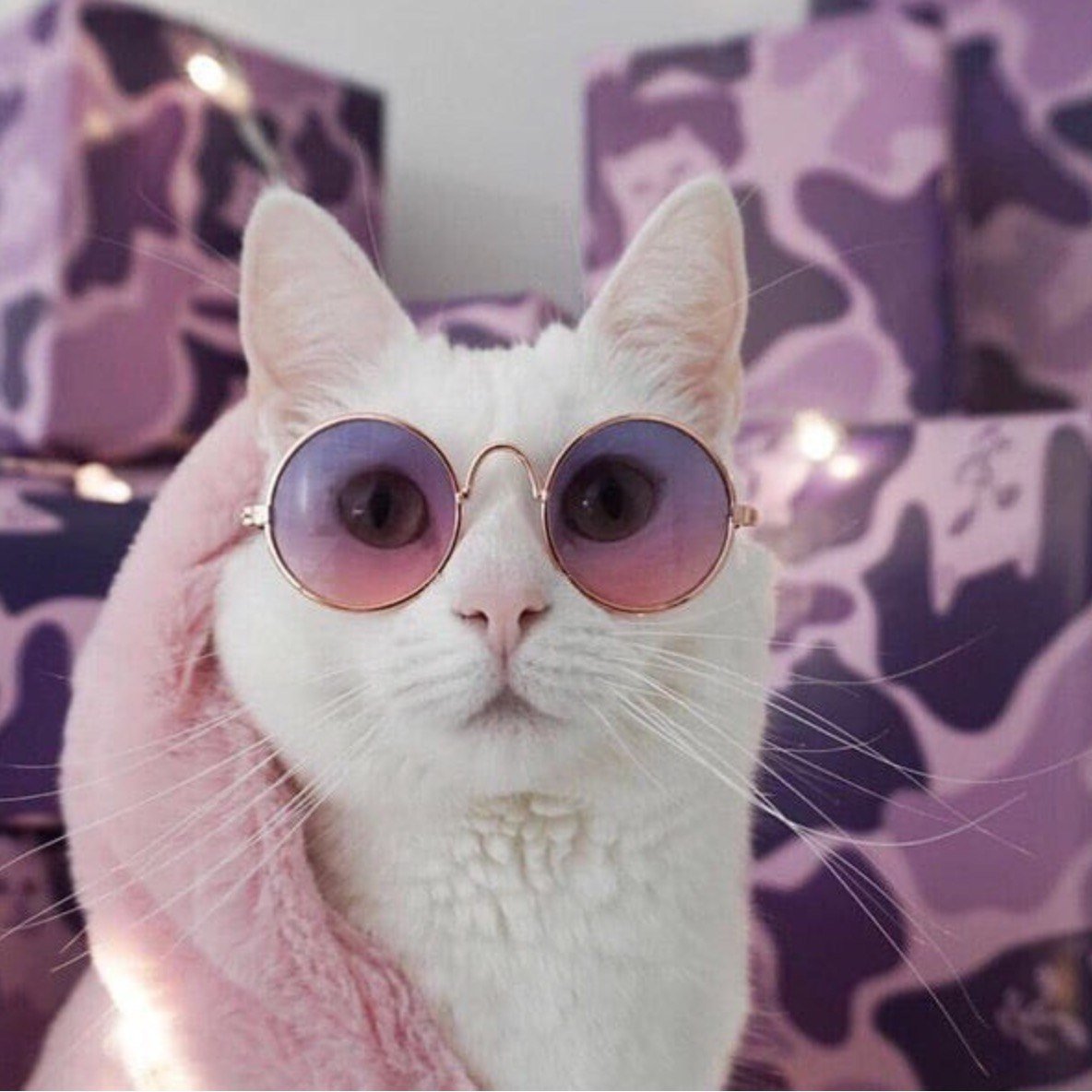 Кот в очках Эстетика