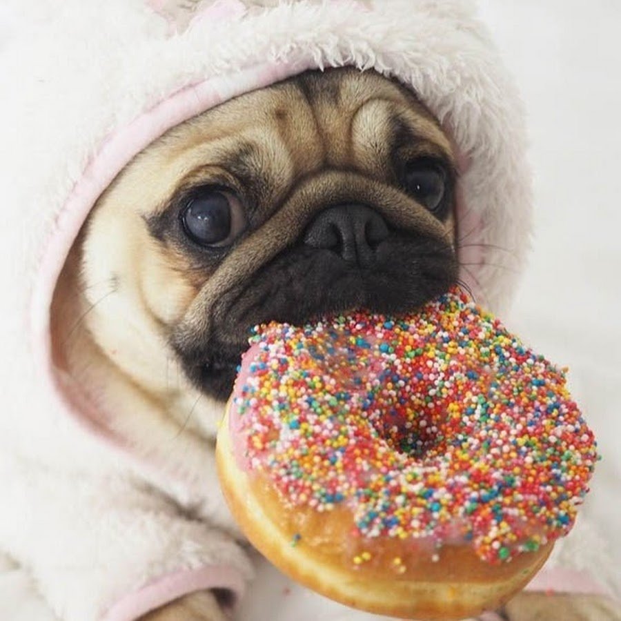 Сладкие собачки