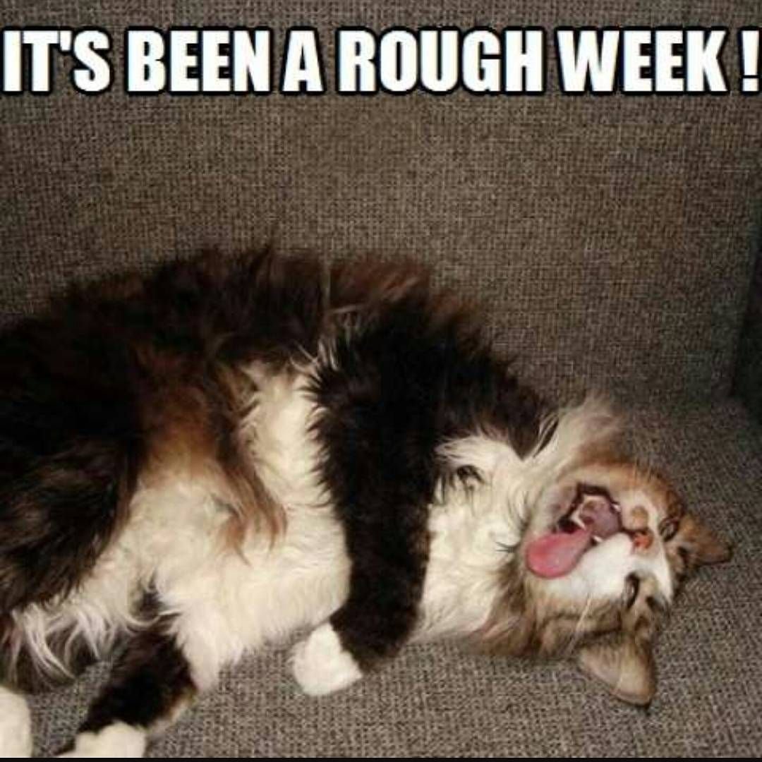 Кот в обмороке