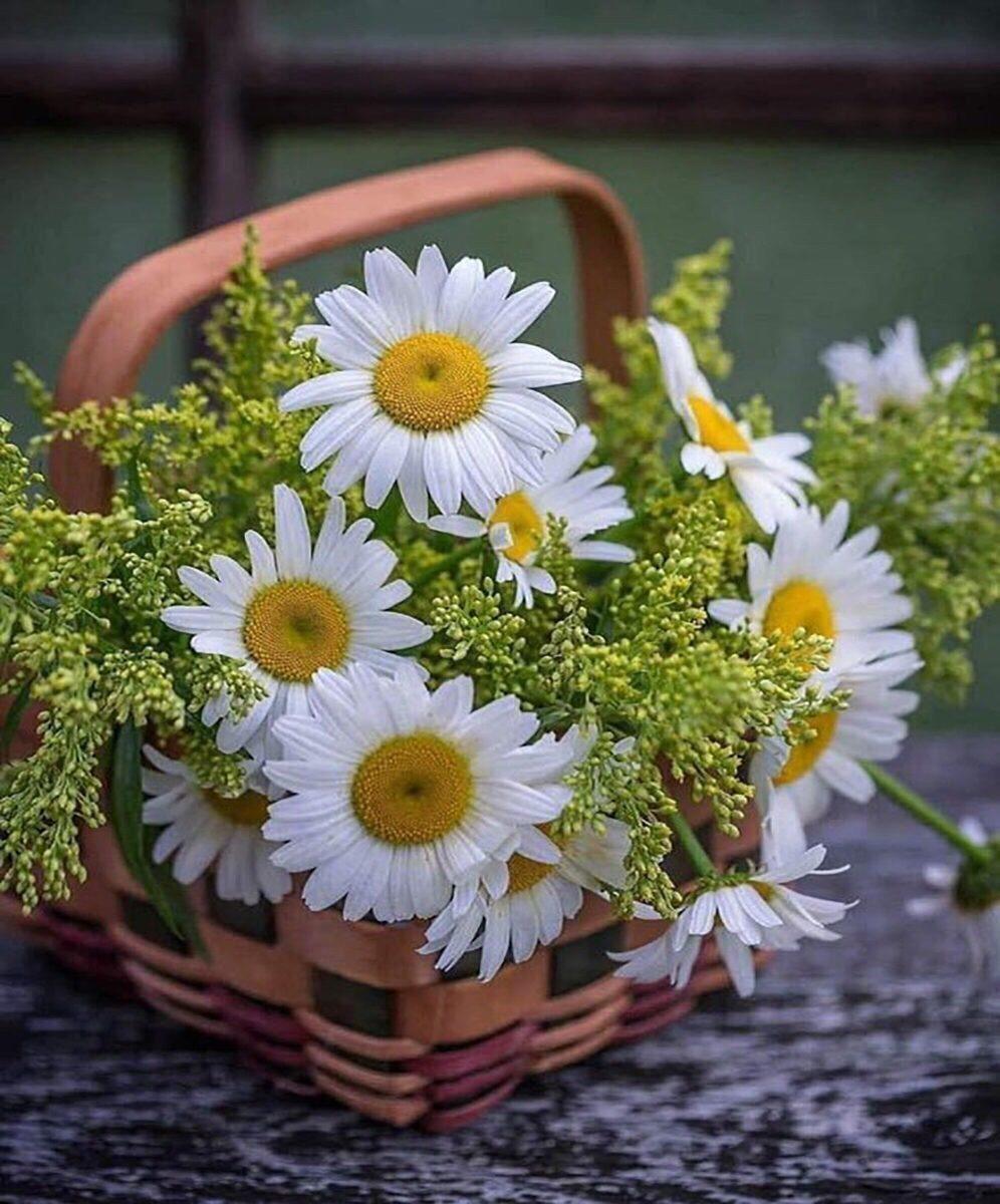 Доброе утро природа