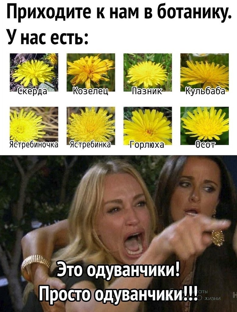 Одуванчик Мем