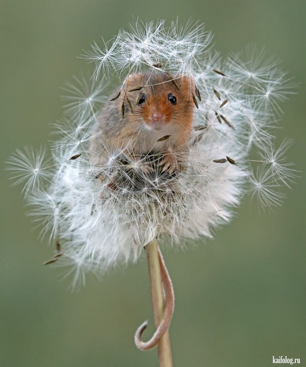 Антонина Сальгина