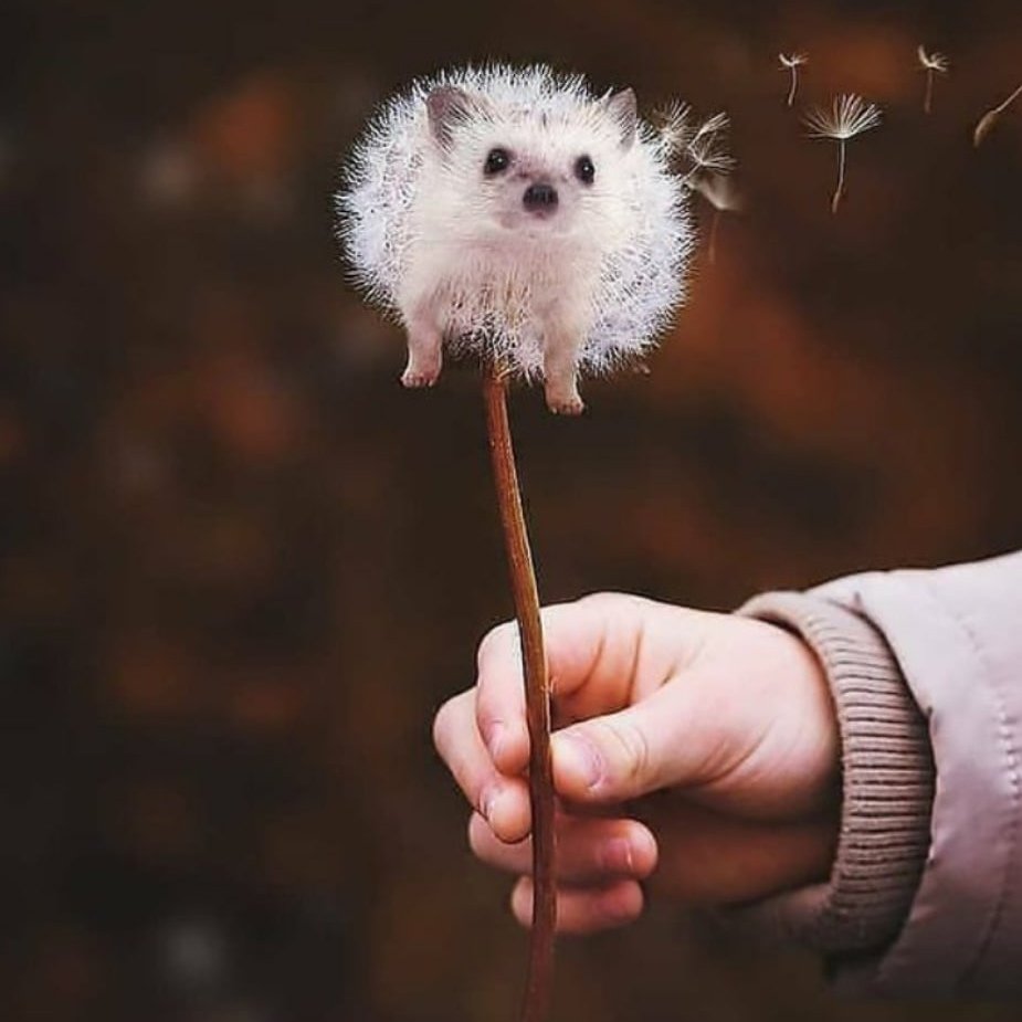 Ежик с одуванчиком