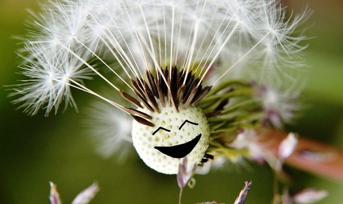 Одуванчик улыбается