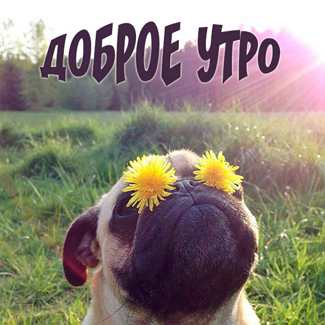 Собака в венке из одуванчиков