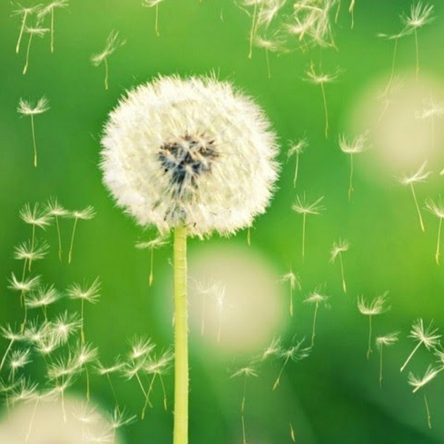 Одуванчик желтый и белый