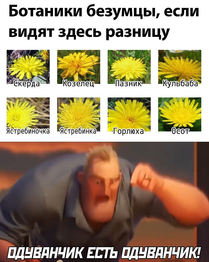 Одуванчик мемы