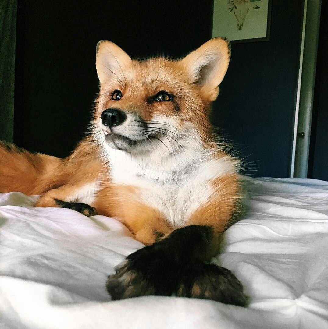 Лисья морда арт