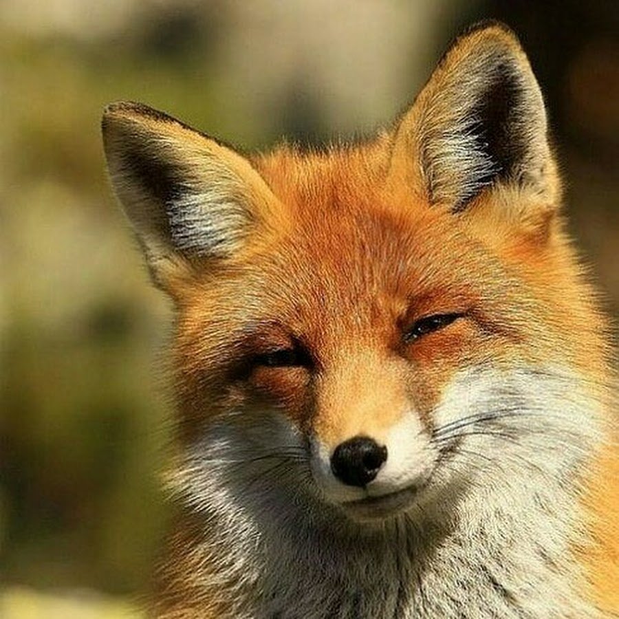 Хитрая лиса