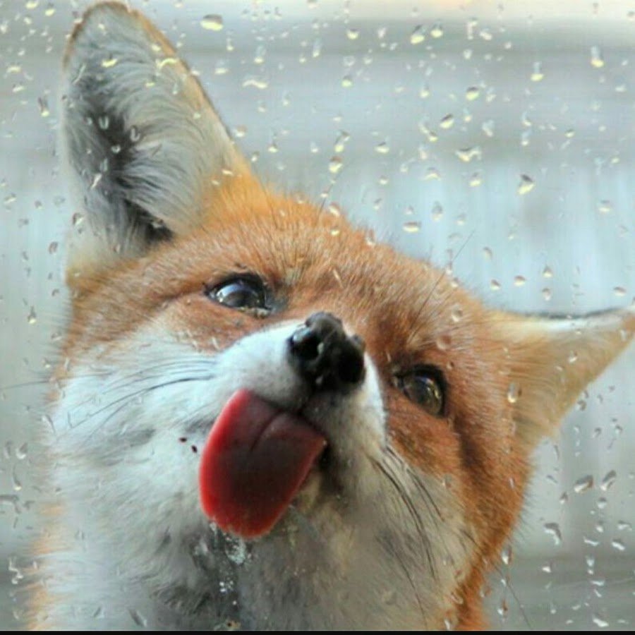 Зверополис Лис