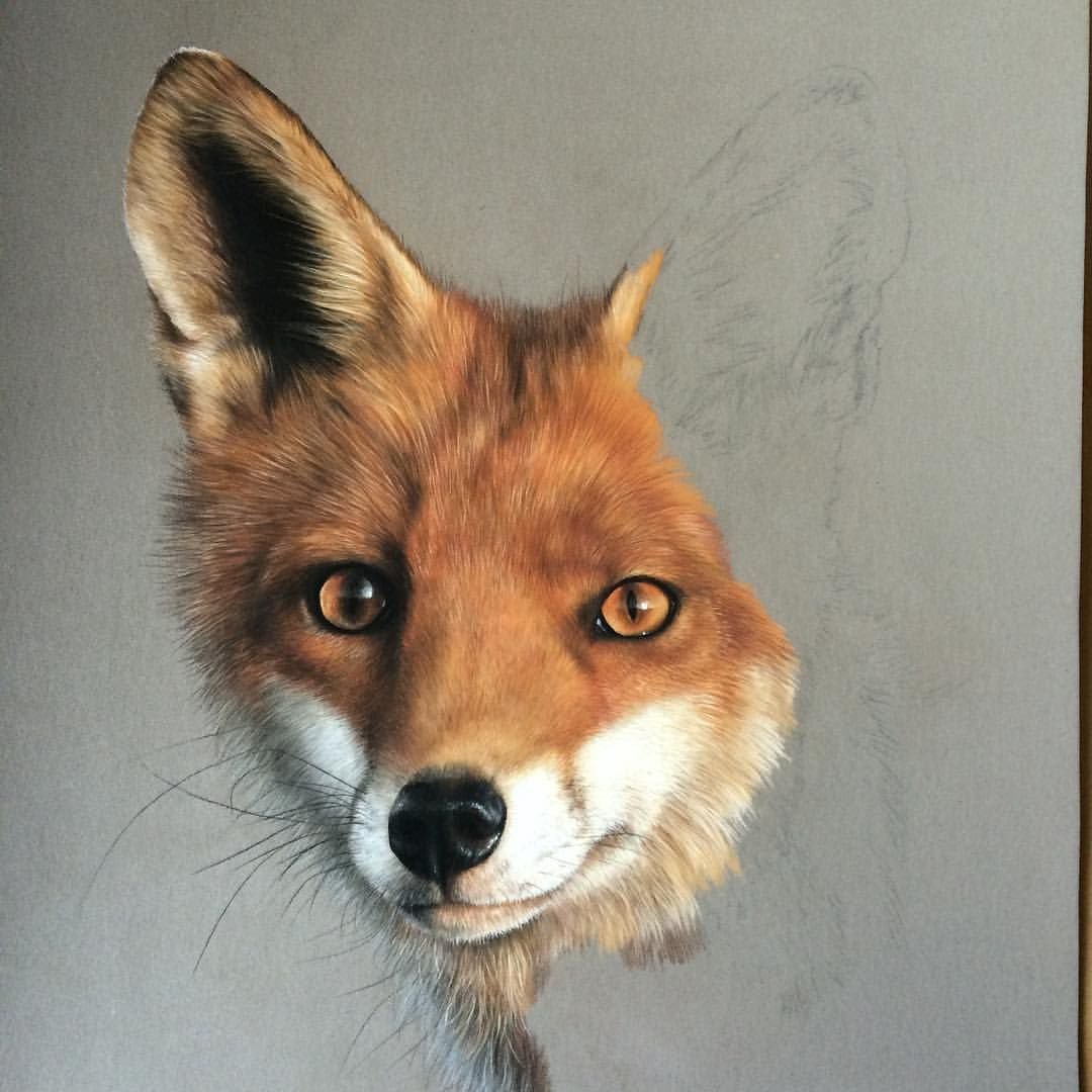 Ручная лиса