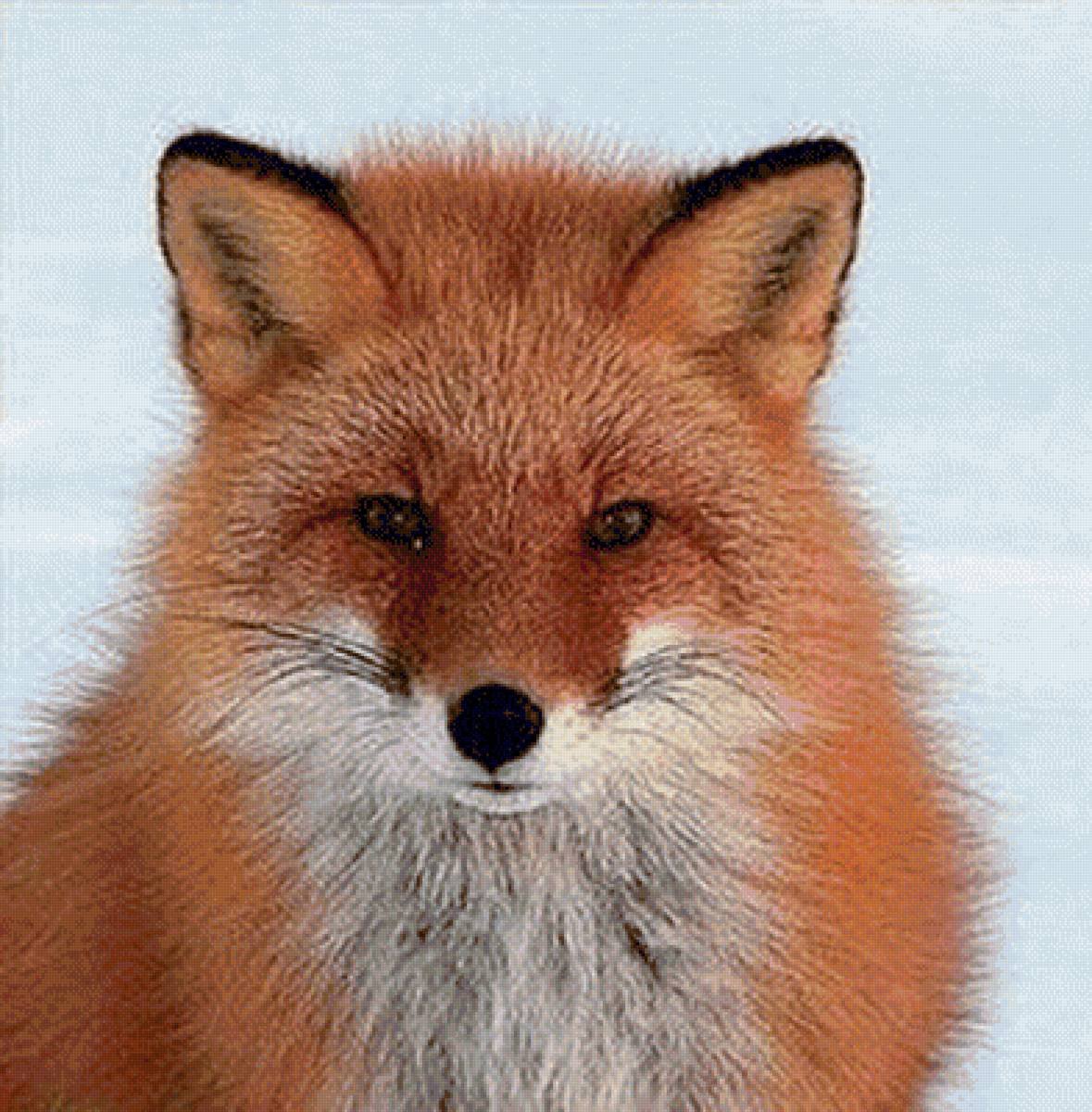 Таша лисица