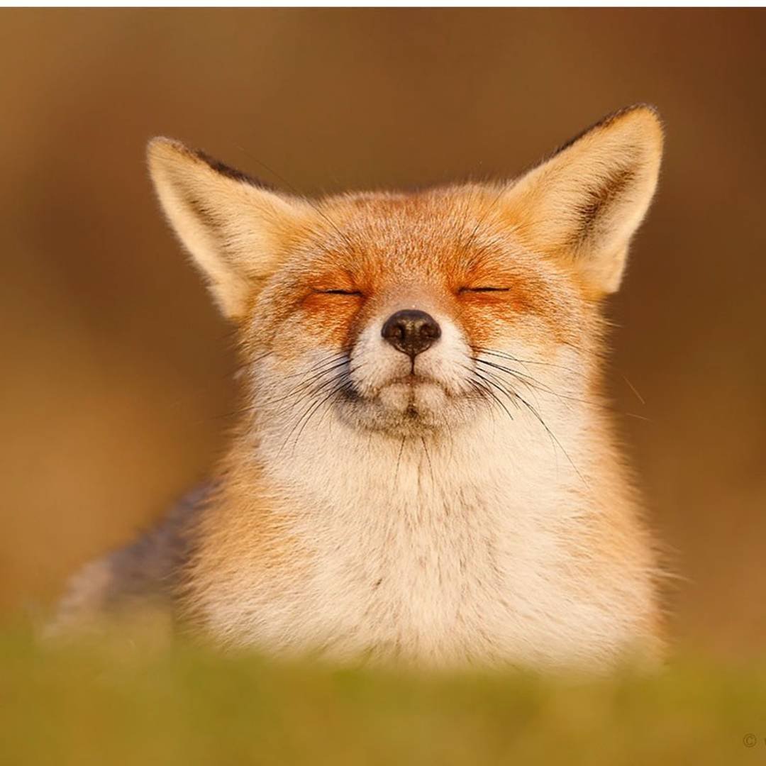 Лисавета Лис