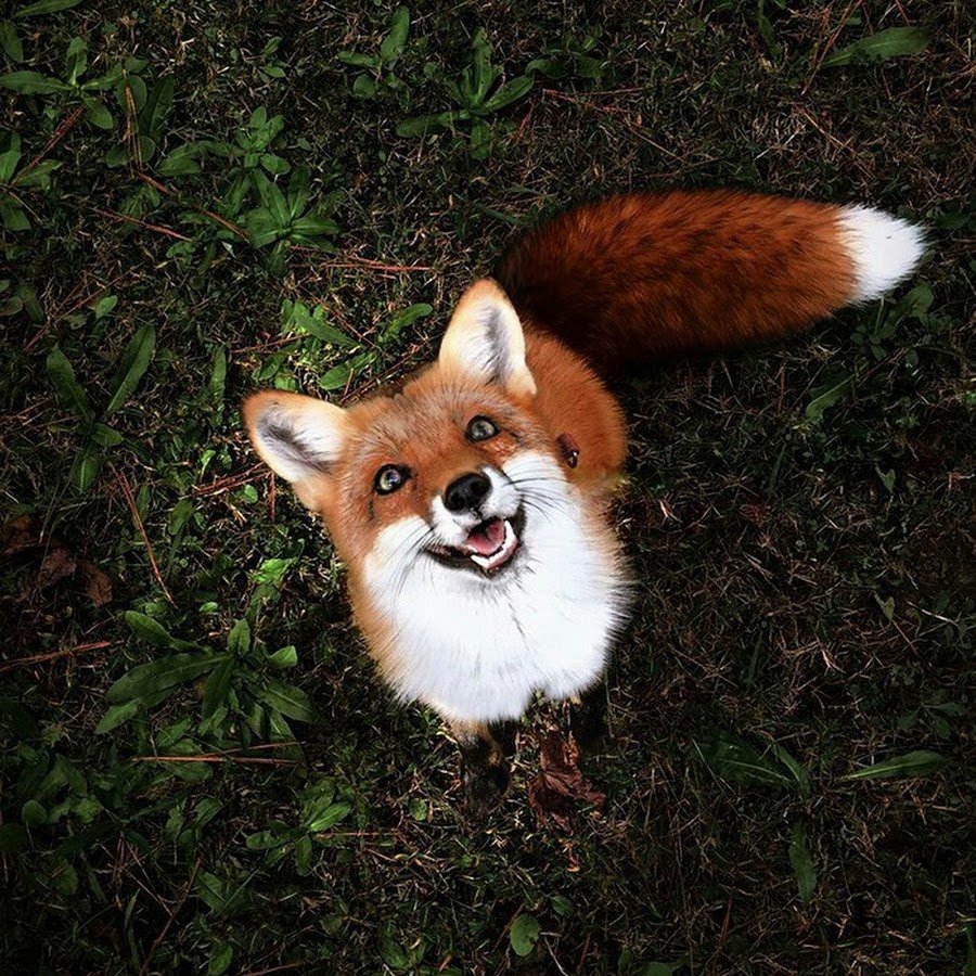 Счастливая лиса Джунипер