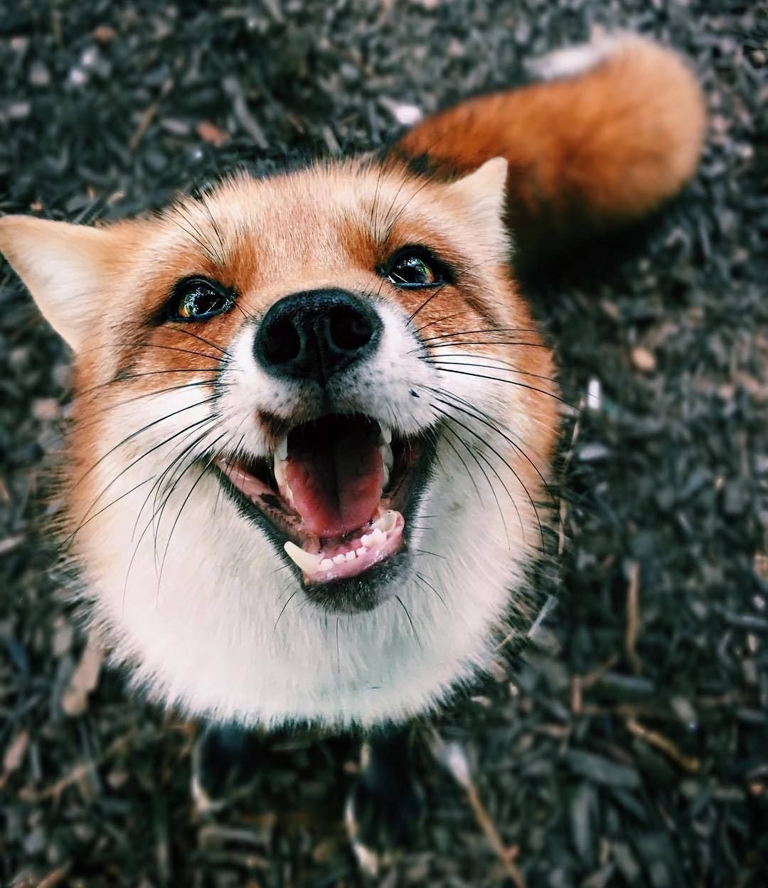 Домашняя лиса Джунипер