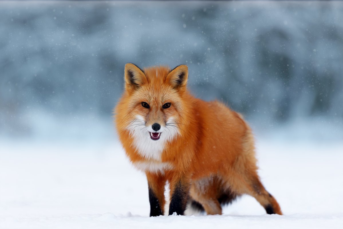 Лиса хитрюга