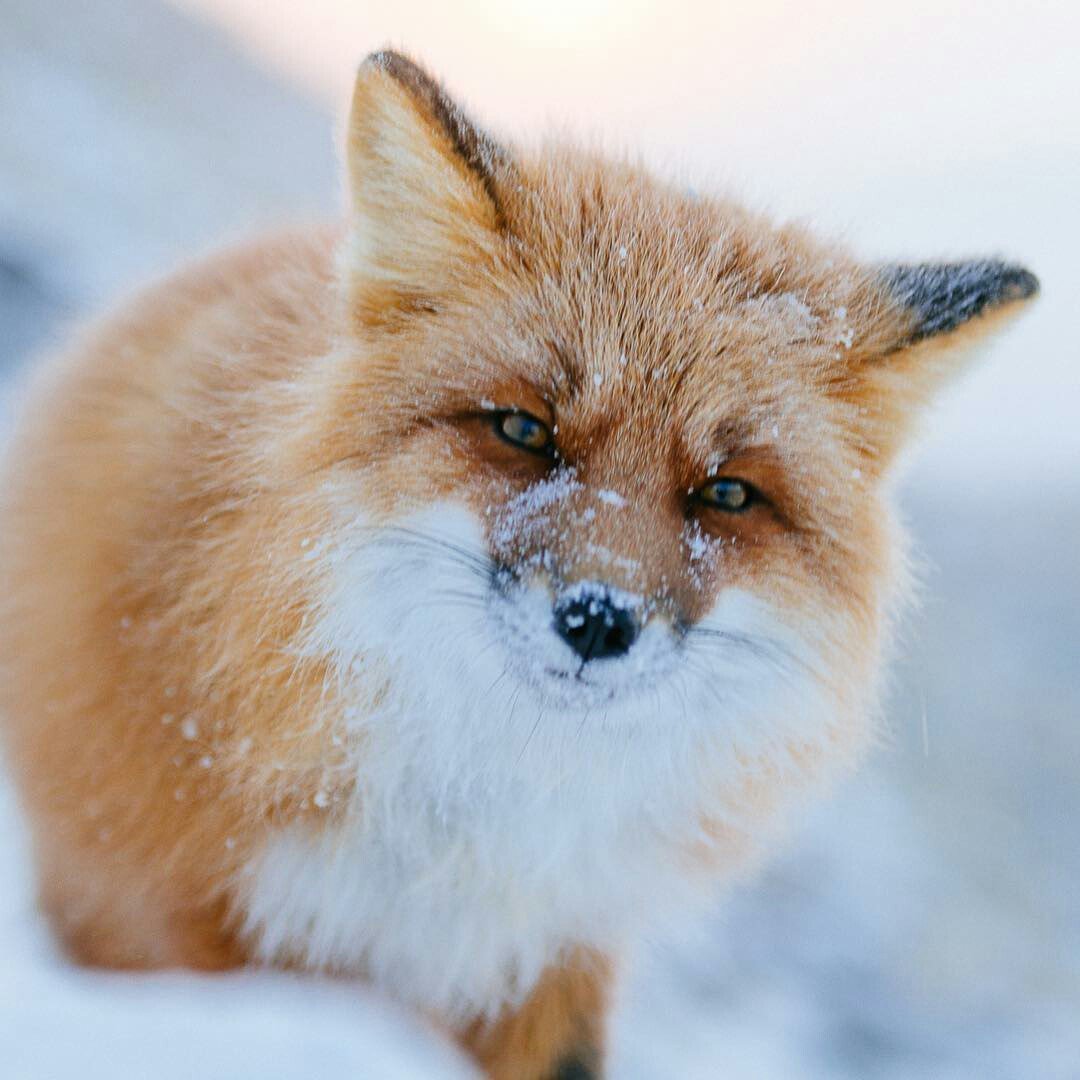 Злой Лис арт