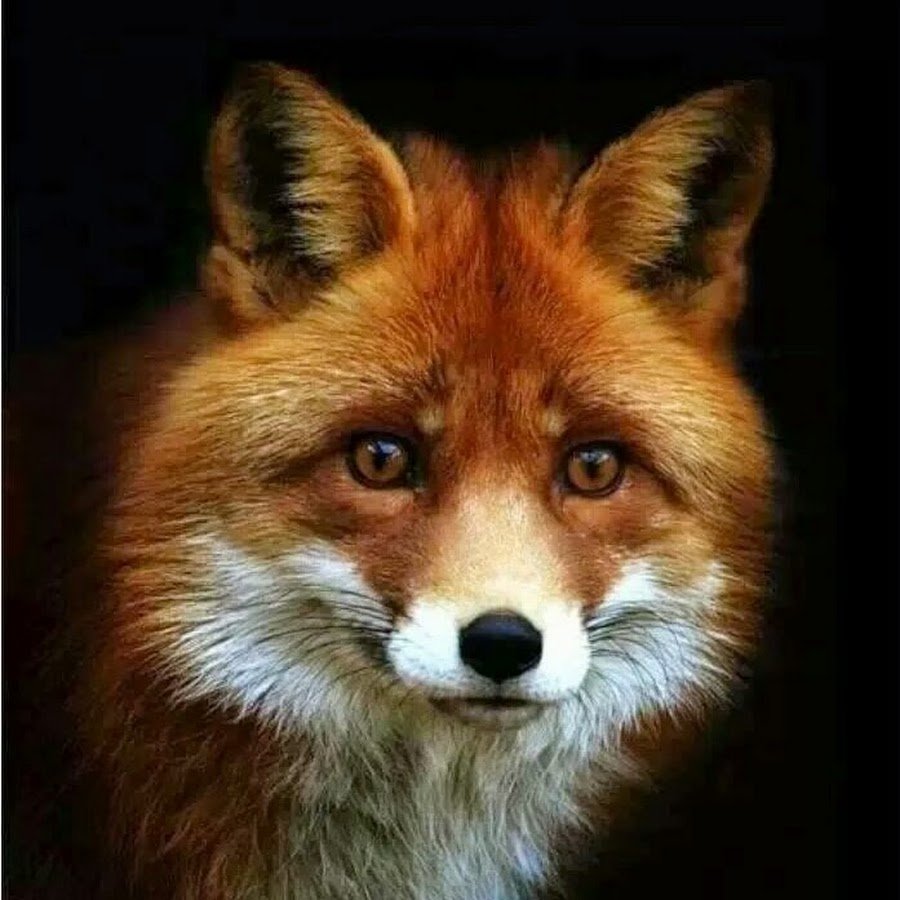 Счастливая лиса Джунипер