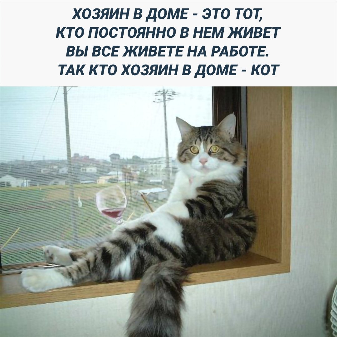Кот философ
