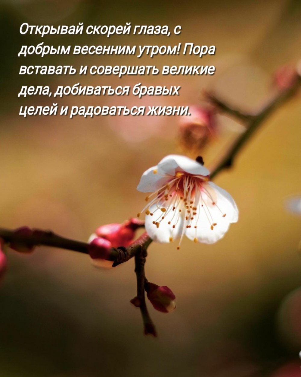 С добрым весенним утром